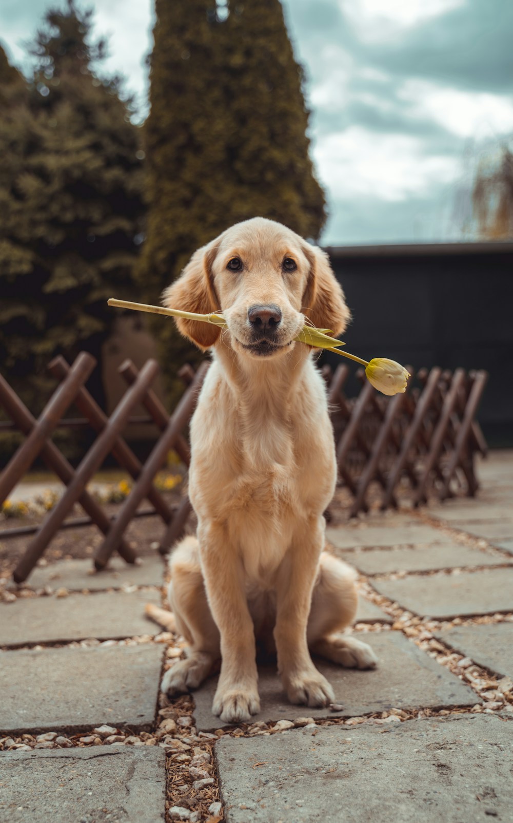 Cachorro dourado