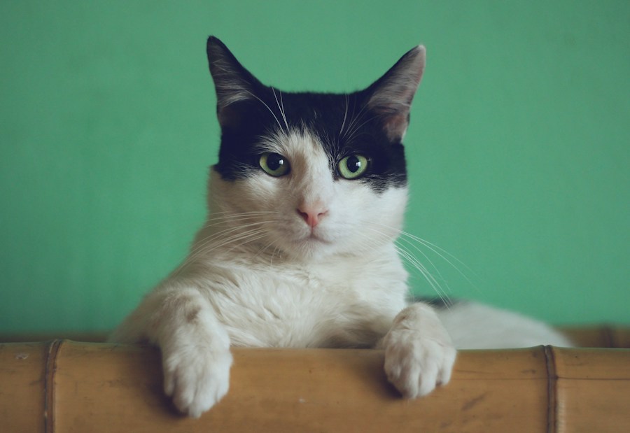 Gato preto e branco